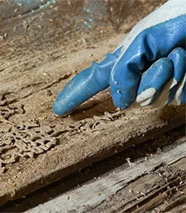 Identificación de la plaga de termitas